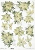 poinsecja, gwiazda betlejemska*poinsettia*Weihnachtsstern*flor de Pascua